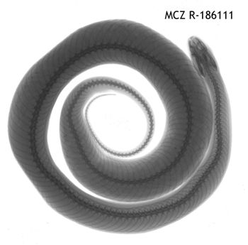 Media type: image;   Herpetology R-186111
